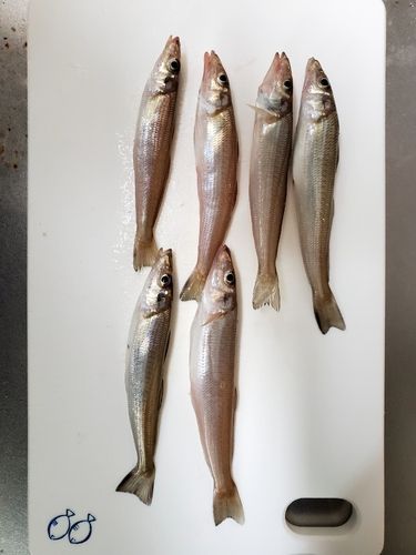 シロギスの釣果