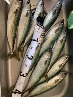 サバの釣果