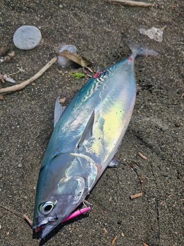 ソウダガツオ
