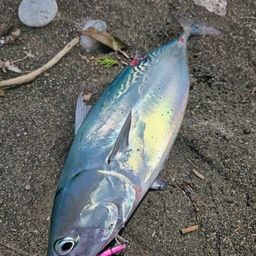 ソウダガツオ
