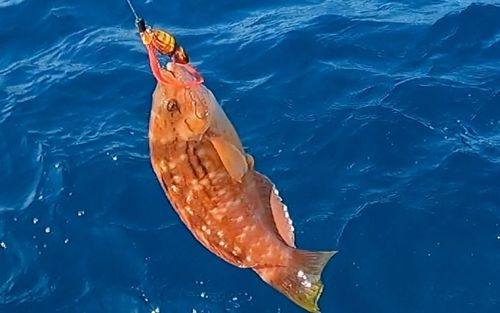 ベラの釣果
