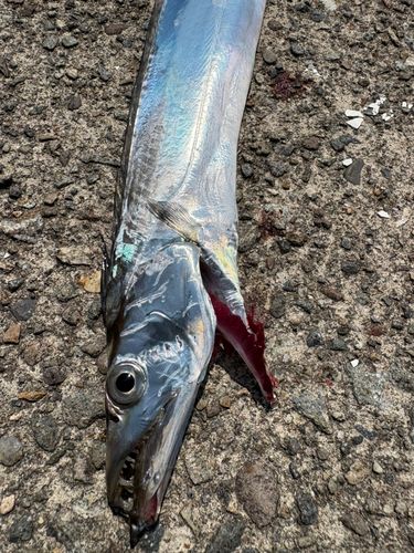 タチウオの釣果