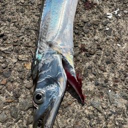 タチウオ