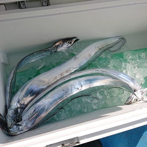 タチウオの釣果