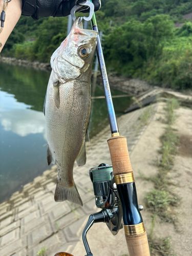 セイゴ（ヒラスズキ）の釣果