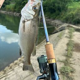 セイゴ（ヒラスズキ）