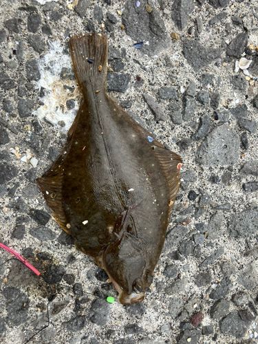 イシガレイの釣果