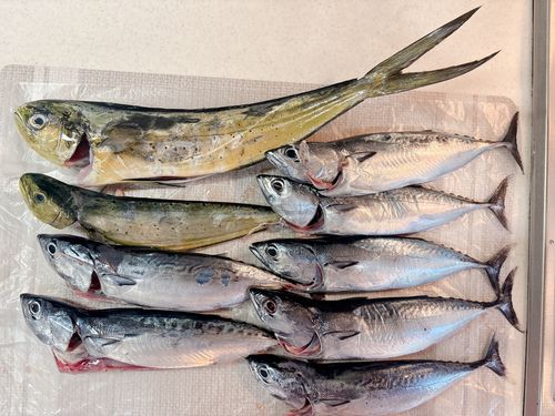 シイラの釣果