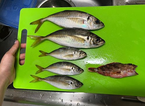 アジの釣果