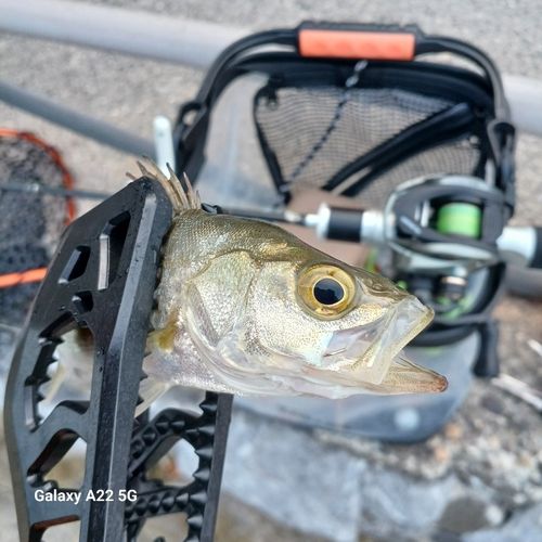 セイゴ（マルスズキ）の釣果