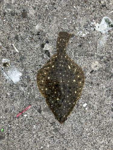 マコガレイの釣果