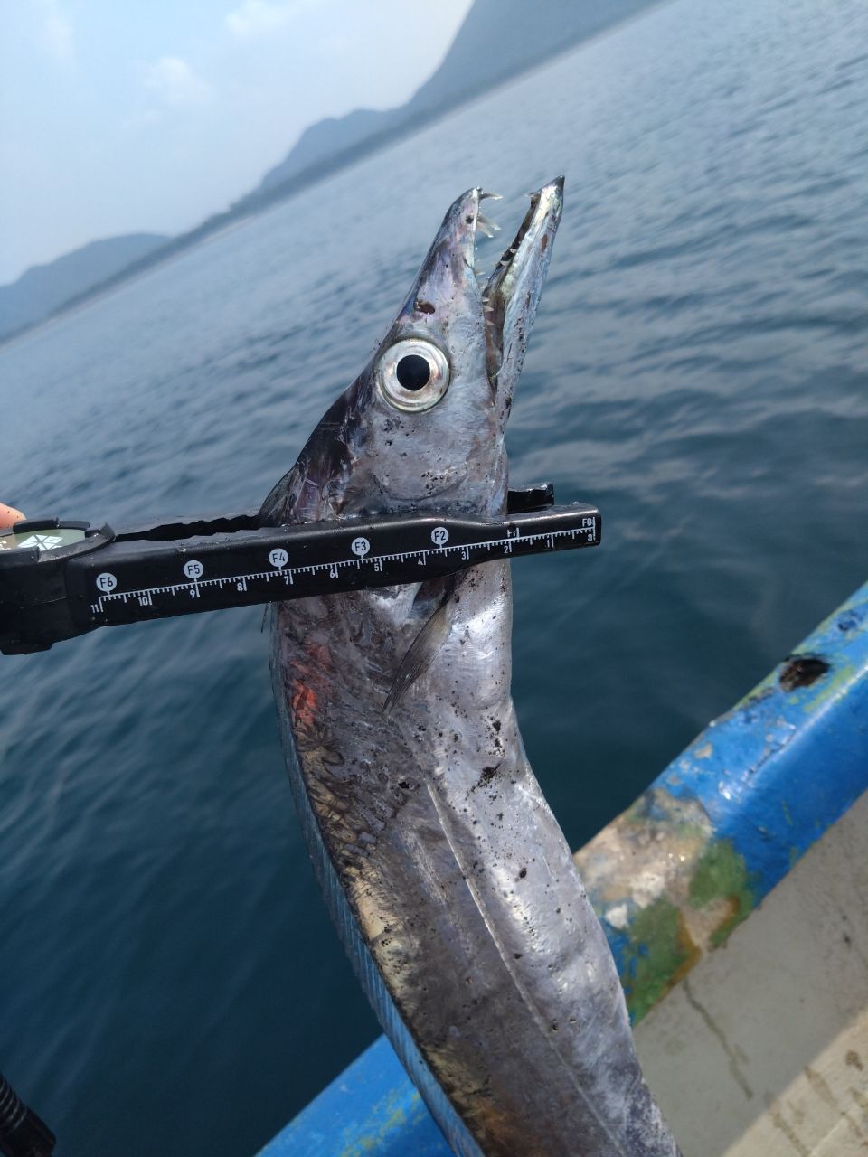 山男さんの釣果 1枚目の画像