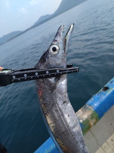 タチウオの釣果