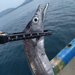 タチウオ