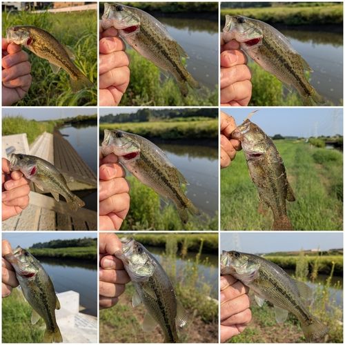 ブラックバスの釣果