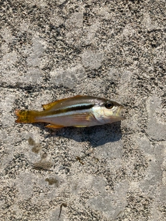 ヨコスジフエダイの釣果