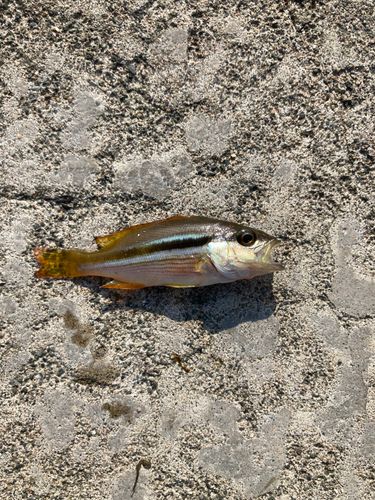 ヨコスジフエダイの釣果