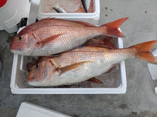 マダイの釣果
