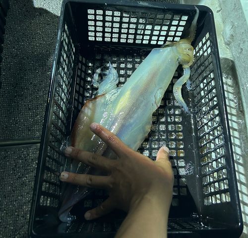 ケンサキイカの釣果