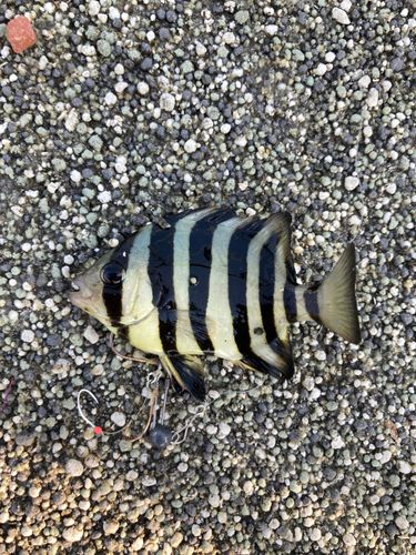 サンバソウの釣果