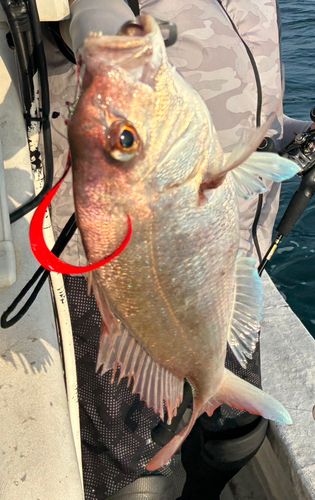 マダイの釣果
