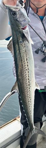 サワラの釣果