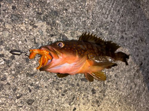 アコウの釣果