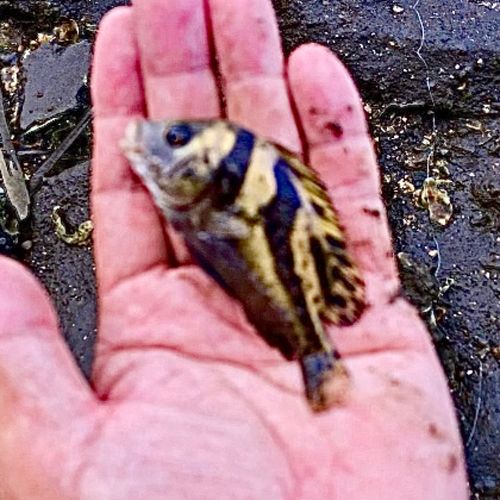 コショウダイの釣果