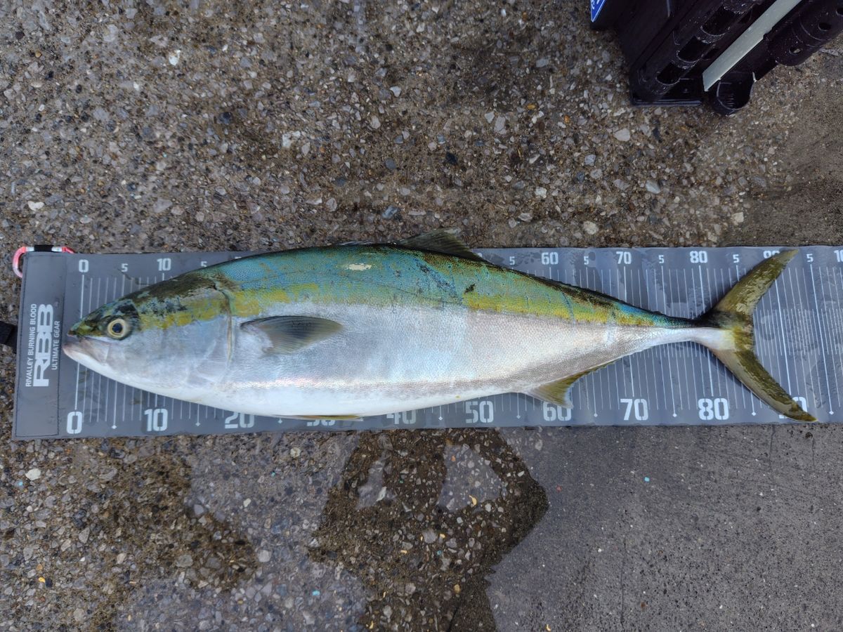 ﾏﾙﾁｱﾝｸﾞﾗｰじゅんや@電車釣行さんの釣果 2枚目の画像