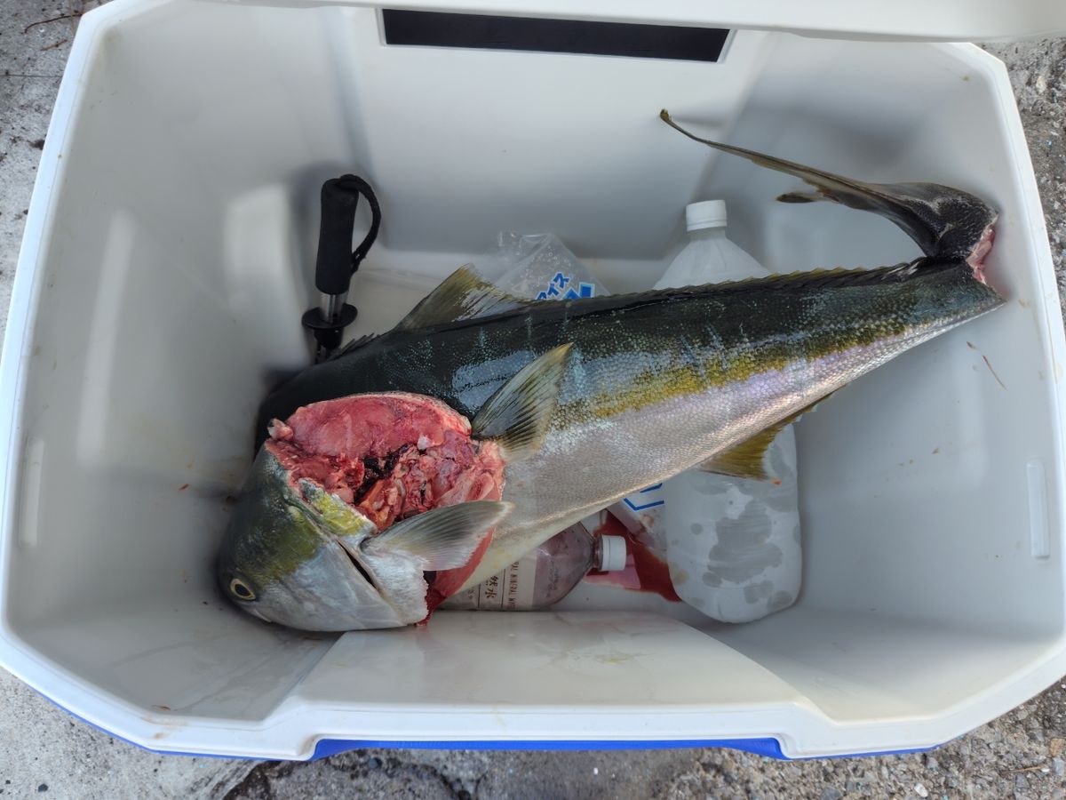 ﾏﾙﾁｱﾝｸﾞﾗｰじゅんや@電車釣行さんの釣果 3枚目の画像