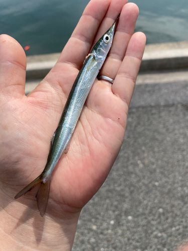 サヨリの釣果