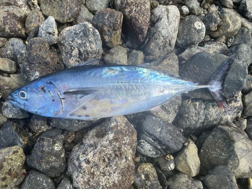スマガツオの釣果