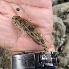 マハゼの釣果