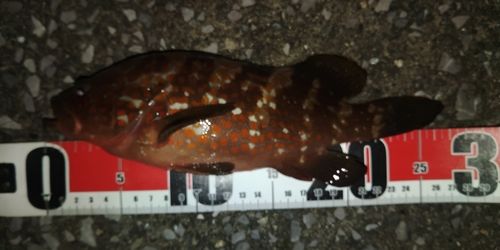 キジハタの釣果