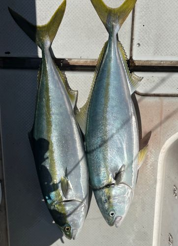 ブリの釣果