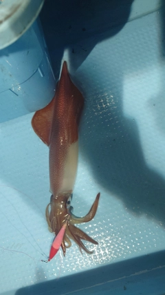 ケンサキイカの釣果