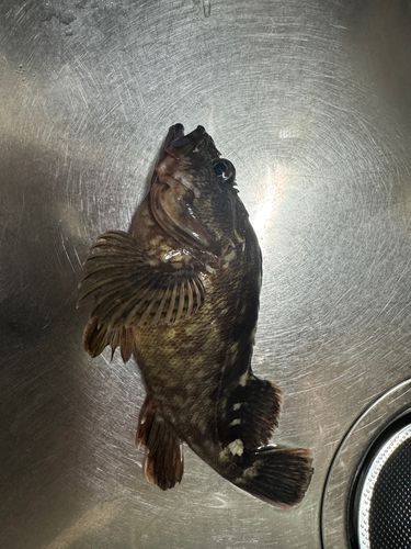 カサゴ