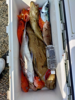 ホウキハタの釣果