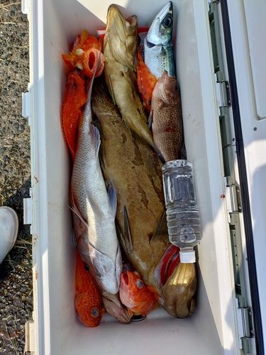 ホウキハタの釣果