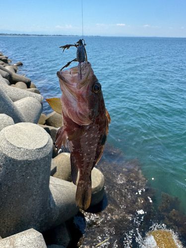 キジハタの釣果
