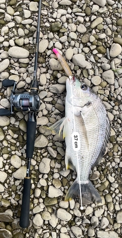 チヌの釣果
