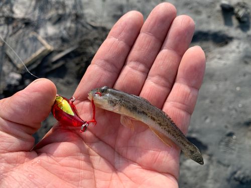 ハゼの釣果