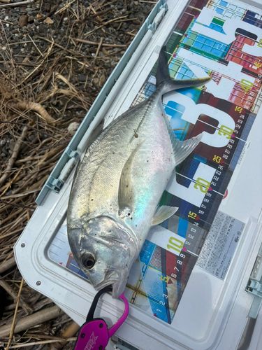 メッキの釣果