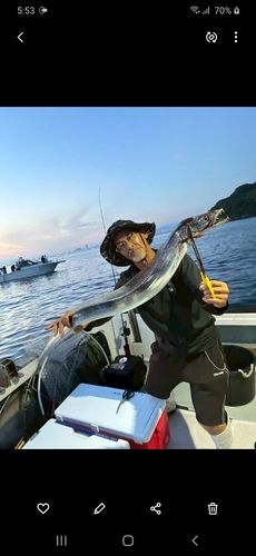 タチウオの釣果