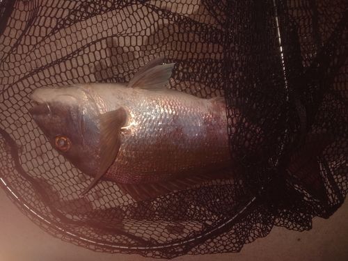 タイの釣果