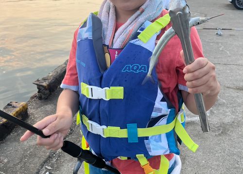 トビウオの釣果