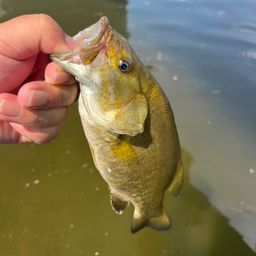 スモールマウスバス