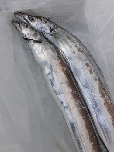タチウオの釣果
