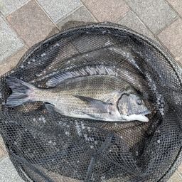 クロダイ