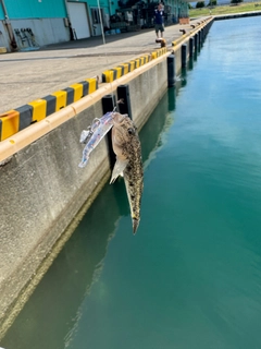 ハゼの釣果